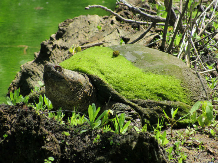 Common Snapping Turtle